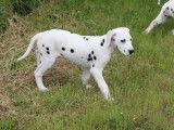 Vrap, chiot Dalmatien à vendre
