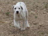 Vrap, chiot Dalmatien à vendre