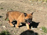 4 chiots femelles Bergers Belges Malinois LOF, à vendre