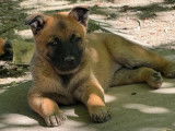 4 chiots femelles Bergers Belges Malinois LOF, à vendre