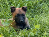 4 chiots femelles Bergers Belges Malinois LOF, à vendre