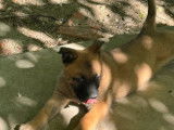 4 chiots femelles Bergers Belges Malinois LOF, à vendre