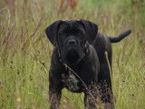 À vendre, 2 chiots femelles Cane Corso LOF