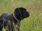À vendre, 2 chiots femelles Cane Corso LOF