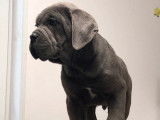 5 chiots Cane Corso LOF, à vendre