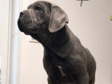 5 chiots Cane Corso LOF, à vendre