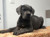 5 chiots Cane Corso LOF, à vendre