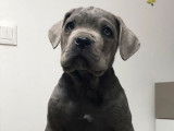 5 chiots Cane Corso LOF, à vendre