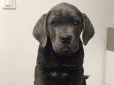 5 chiots Cane Corso LOF, à vendre