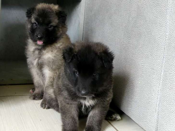Chiots Berger Belge Tervueren et Groenendael à vendre