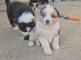 À réserver, 5 chiots Bergers Australiens LOF