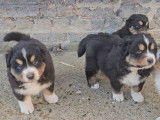 À réserver, 5 chiots Bergers Australiens LOF