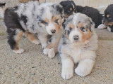 À réserver, 5 chiots Bergers Australiens LOF