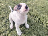 &Agrave; vendre, 4 chiots Jack Russells LOF
