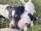 &Agrave; vendre, 4 chiots Jack Russells LOF