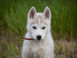 3 chiots Huskies Sibériens LOF, à vendre