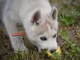 3 chiots Huskies Sibériens LOF, à vendre