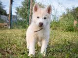 3 chiots Huskies Sibériens LOF, à vendre