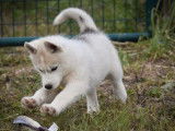 3 chiots Huskies Sibériens LOF, à vendre