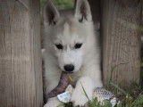 3 chiots Huskies Sibériens LOF, à vendre