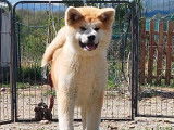 À vendre, un chiot femelle Akita Inu LOF, à vendre