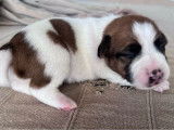 2 chiots mâles Jack Russells LOF, à réserver