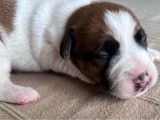 2 chiots mâles Jack Russells LOF, à réserver