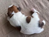 2 chiots mâles Jack Russells LOF, à réserver