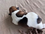 2 chiots mâles Jack Russells LOF, à réserver