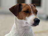 2 chiots mâles Jack Russells LOF, à réserver
