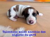2 chiots mâles Jack Russells LOF, à réserver