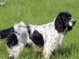 7 chiots mâles Springers Anglais LOF bicolores disponibles à la vente