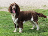 7 chiots mâles Springers Anglais LOF bicolores disponibles à la vente