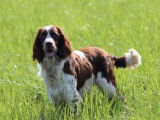 7 chiots mâles Springers Anglais LOF bicolores disponibles à la vente