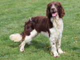 7 chiots mâles Springers Anglais LOF bicolores disponibles à la vente