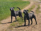 Chien adulte Staffordshire Bull Terrier bleu LOF disponible pour une saillie