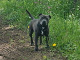 Chien adulte Staffordshire Bull Terrier bleu LOF disponible pour une saillie
