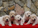 7 chiots Golden Retrievers LOF à réserver