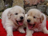 7 chiots Golden Retrievers LOF à réserver