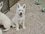 Des chiots Bergers Blancs Suisses LOF à acheter