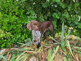 Chiots mâles Braque Allemand LOF