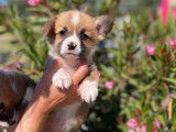 2 chiots Welsh Corgi Pembroke LOF &agrave; r&eacute;server