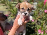 2 chiots Welsh Corgi Pembroke LOF &agrave; r&eacute;server