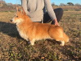 2 chiots Welsh Corgi Pembroke LOF &agrave; r&eacute;server