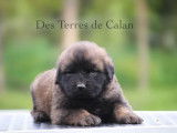 &Agrave; r&eacute;server 2 chiots m&acirc;les Leonberg (LOF)