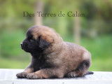 &Agrave; r&eacute;server 2 chiots m&acirc;les Leonberg (LOF)