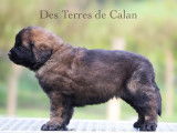 &Agrave; r&eacute;server 2 chiots m&acirc;les Leonberg (LOF)