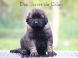 &Agrave; r&eacute;server 2 chiots m&acirc;les Leonberg (LOF)