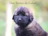 &Agrave; r&eacute;server 2 chiots m&acirc;les Leonberg (LOF)