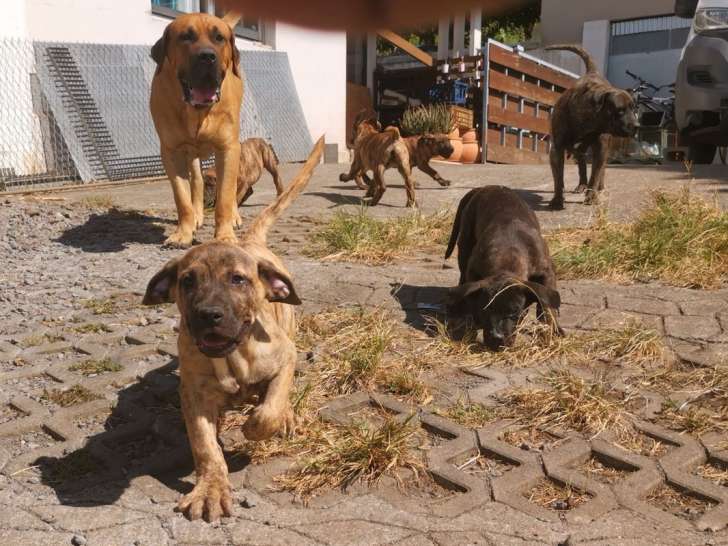 6 chiots Dogues des Canaries bringés LOF disponibles à la vente